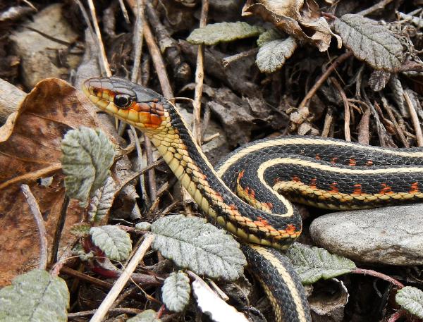 Photo of Thamnophis sirtalis by Bryan Kelly-McArthur